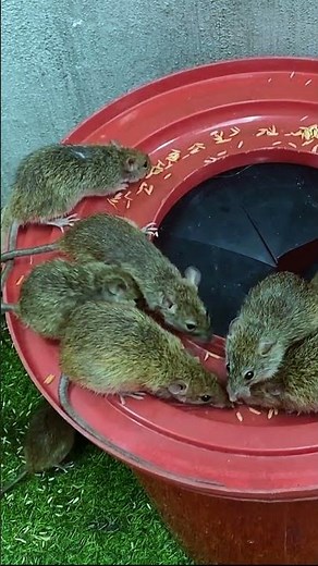 Humane mouse trap that actually works #mousetrap #mouse #diy