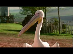 Racing Stripes Goose arrives