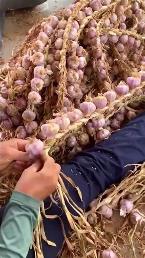 Surprising braiding process of garlic