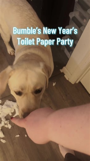 Bumble’s Idea of a New Year’s party- year up the toilet paper. #toiletpaper #dogsoftik #dognewyears #dogparty #sillypuppy