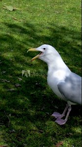 Slow motion headshot of Seagull aggressively screaming while the others flying around at sunset, Bang Pu seaside, gulf of Thailand. High quality 4k footage