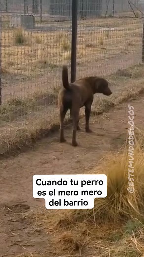 3.8M views · 136K reactions | Mis respetos Don Vito #mundodelocos #estemundodelocos | Mundo de Locos | Facebook