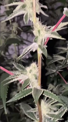 Platinum Lemon Cherry Gelato and Blue Z @ week 4 | Quick Garden Update