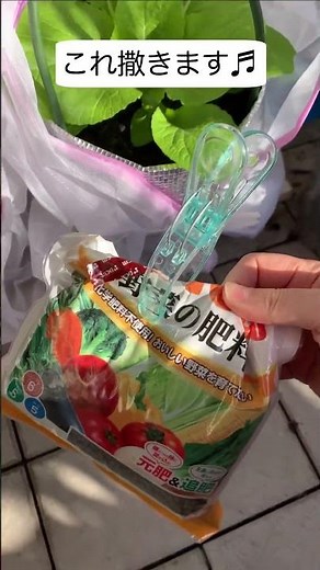 【白菜】#19 追肥 はくさいの栽培 【観察日記】 【家庭菜園】【ベランダ】【エコバック】#shorts