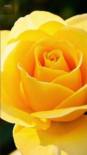 Watch a Yellow Rose Bloom in This Mesmerizing Timelapse