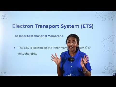 3.4.Cellular Respiration : Biology Grade 12
