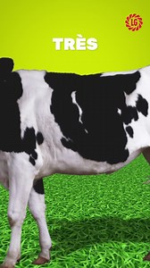 0,5 L de lait par vache et par jour, sans changer tes habitudes ! Oui, c’est possible. Le levier est simple : l’énergie du maïs fourrage 🌽🐄 👉 Des fibres plus digestibles, c’est un rumen qui travaille mieux. 👉 Des microbes plus efficaces, c’est plus de lait à la clé. Avec les maïs fourrages HDI (Hybrides Hautement Digestibles) de LG Seeds France : ✔️ 2 points de digestibilité des fibres ✔️ 0,5 L de lait/vache/jour ✔️ Jusqu’à 6 000 € par an pour un troupeau de 80 vaches (le tout à conditions d
