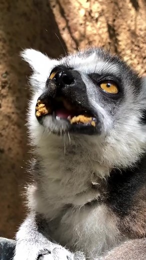 11K views · 309 reactions | Do you hear that? Its #WorldLemurDay!...