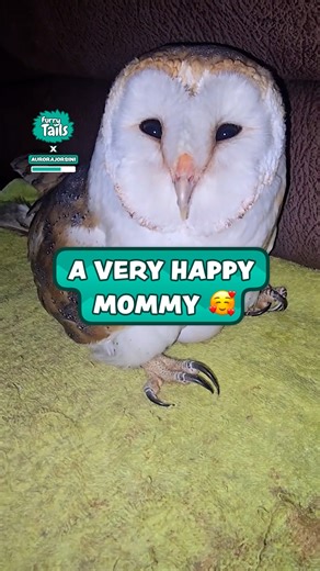 Keeping those eggs nice and warm 🦉 | Furry Tails