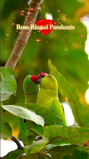 Rose-Ringed Parakeets Courtship | Beautiful Parrot Mating Ritual & Bonding Moments#shorts