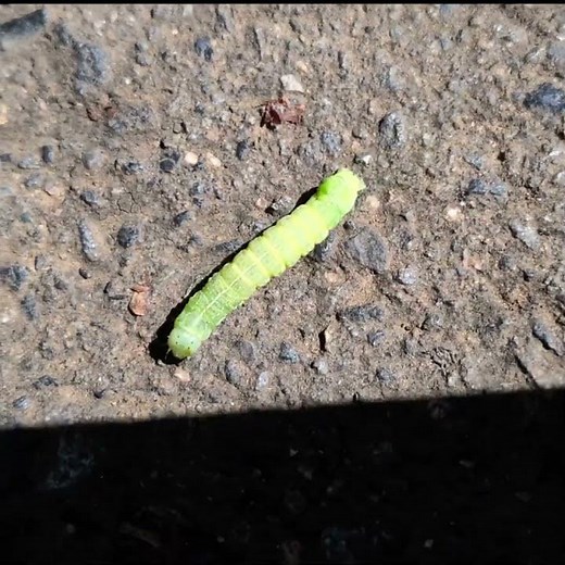 走る！イモムシ（ヤガ科キリガの幼虫）