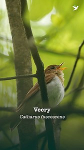 The enchanting, spiraling notes of this Bird of the Week’s song recall long golden twilights in summer forests, shaded streams lined with ferns and wildflowers, and quiet woodland paths. 🌿 The Veery is a species of thrush belonging to a group of talented songsters that includes the Hermit, Swainson’s, Gray-cheeked, and Bicknell's Thrushes. Their genus name, Catharus, derives from the Greek word katharos, which means “pure,” likely referring to the songs of this particularly tuneful group of bir