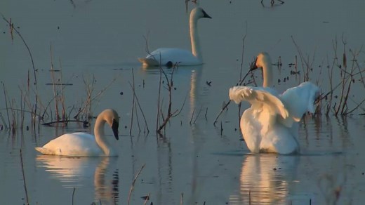 239 reactions · 83 shares | SEVEN SWANS A SWIMMING - Learn more about...