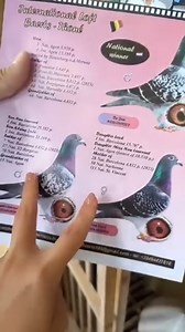 The wonderful achievements that the pigeons colony of Guy Baerts (and his late father Henri) placed in the international “spotlights” for years. CTTO: 116 | PigeonVibes