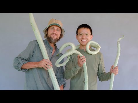 The Snake Beans! Incredible 6 foot fruit!