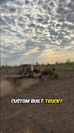 Bull Catching Trucks in Australia 😳