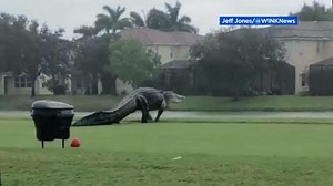 Enormous alligator spotted on Florida golf course