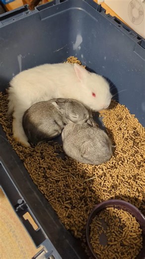 Snow grandbaby Titia and two muscle babies from Brown Rabbit