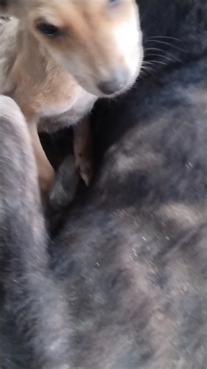 My Favourite people #shorts #dogshorts #trendingshorts #comedy #funny