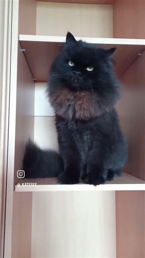 Он охраняет полку от инопланетных захватчиков (с) 💔💫🐈‍⬛