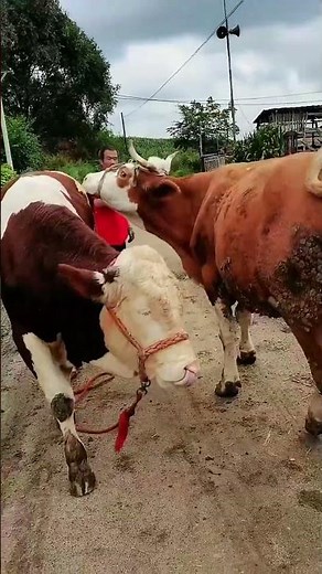 Just a real Simmental bull, big headed, strong for raising 130