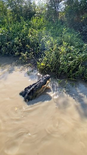 How big do you think this Saltwater Crocodile is!? His name is Dominator, and you can meet him on @adelaiderivercruises in the Northern Territory, Australia. | Wildman Adventures