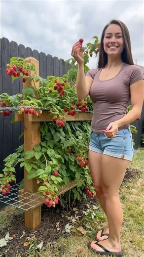 Grow Better Raspberries with This Trellis Hack 🍇