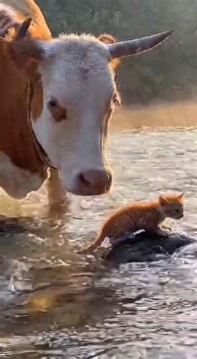 16K views · 288 reactions | Experience the heartwarming bond between a cow and a kitten in this adorable **animal** encounter! Watch as the gentle cow guides the tiny kitten across a shallow stream, making it a truly **soothing video**. This **animal rescue** is brought to you by **Dodo** and is full of **cute animals**! | Rescue Stories | Facebook