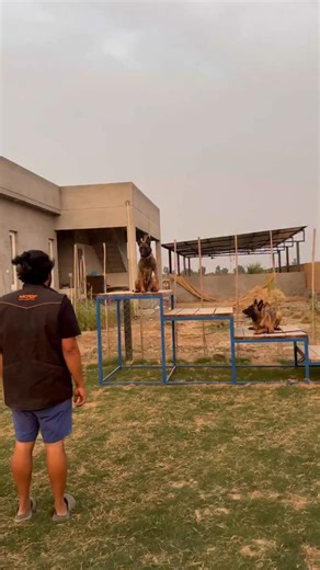 Shivraj Sharma | Effective Techniques for Training Multiple Dogs at Once We talk about how to train more than one dog at a time. One dog is on a plank in a... | Instagram