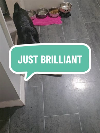 Dog nail grooming borad. She managed to open this after and got her treats. amazing way to get those nails down. #dog #dogs #doggrooming #groomingtips #groominghacks