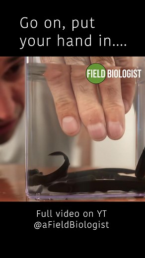 Baby Electric Eels: Shocking Facts Revealed