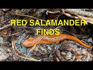 Northern Red Salamander finds from 2025