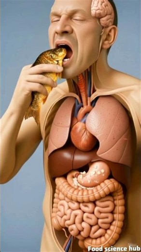 What Happens Inside Your Body When You Eat Fish? 🐟Inside Human Digestion (3D Animation)#health