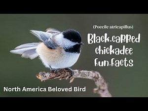 Fun Facts of Black-capped Chickadee / black capped chickadee North America Beloved Birds /