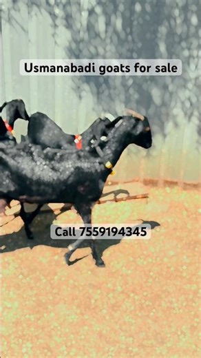 Top quality usmanabadi goat at Unnati goat farm