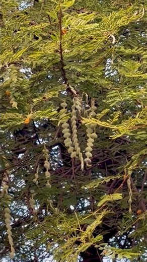 Babool/Kikar/Indian Gum Arabic Tree/Subscribe to know Nature Around You!