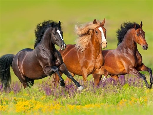 Horses Exempt From Property Taxes In Simsbury