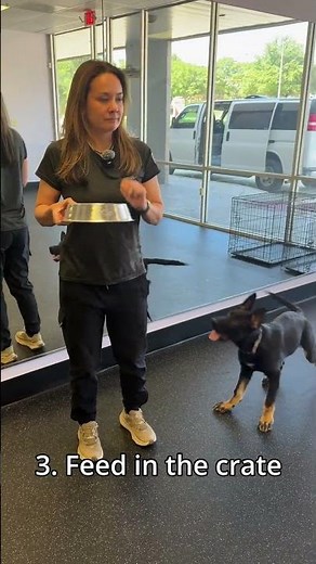 Most Dog Owners Handle Food Aggression WRONG