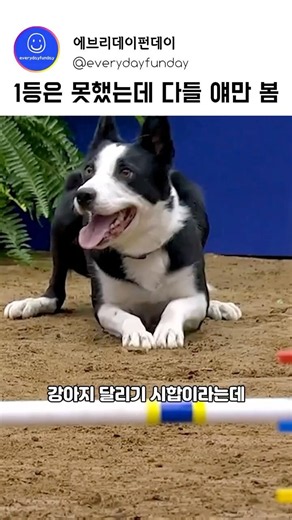 보더콜리 보고 감탄했다가 웨스티 보고 웃음 터짐