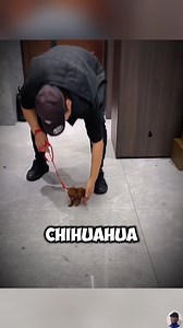 2.2K views · 3.8K reactions | Compilation animals stories 殺 | Petsux | Facebook