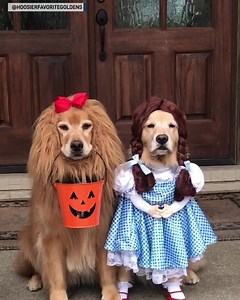 29M views · 6.3K reactions | "There's no place like home." These precious pups are ready for Halloween dressed as Dorothy and the Cowardly Lion from "The Wizard of Oz." : instagram.com/hoosierfavoritegoldens/ | The National Desk - TND | Facebook