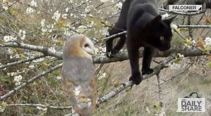 Owl & Kitty: Best friends furrrrr life! | HLN