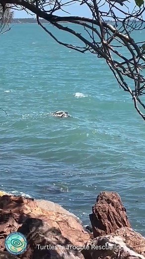 3.7K views · 58 reactions |  Sea turtle mating season commences...