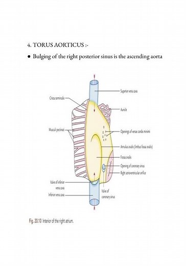 Right atrium notes 🗒️ANATOMY ‪@medicalconcepts28‬