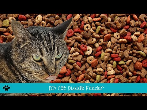DIY Easy Cat Puzzle Feeder Toy