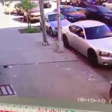 Funny Cat Attacks Tiny Dog on Leash