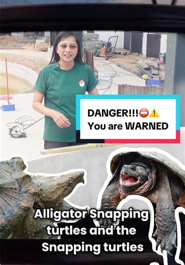 Snapping Turtles: The Dangerous Carnivores at the Zoo