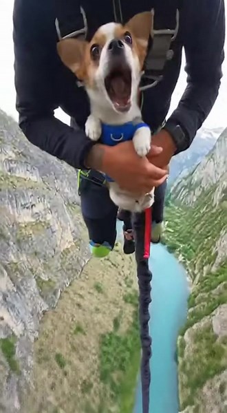 This pup really said: 'I didn't sign up for this!' 😂🐾 Those eyes tell the whole story. Would you take your dog BASE jumping? 🪂✨ #dogsoftiktok #basejumping #extreme #adventure #corgi