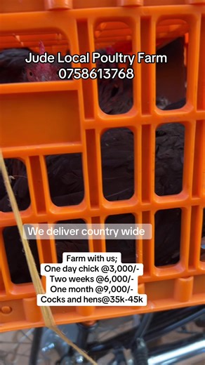 Exploring Uganda's Local Poultry Farming