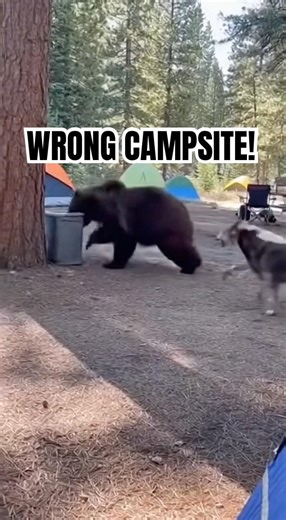 Dogs Chase Off a Grizzly Bear From Campsite. #Shorts #Wildlife #GrizzlyBear #Dogs #ViralAnimals